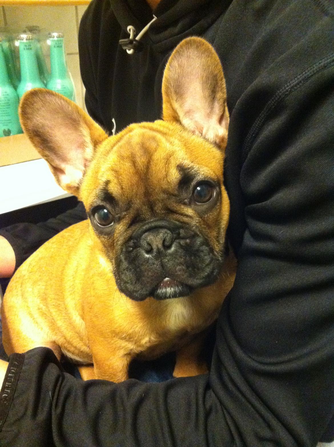 Fransk bulldog Luna :) - Stor pige :) billede 5