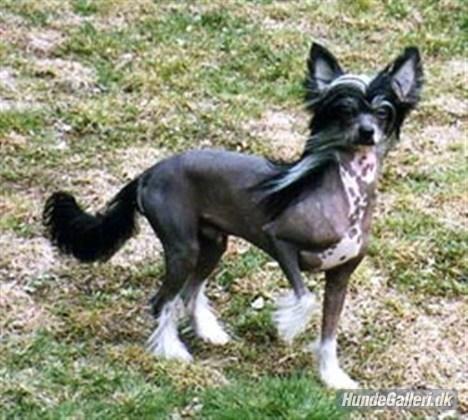 Chinese crested hårløs Kala - Faderen er My Longtime Companion Yannek. billede 3