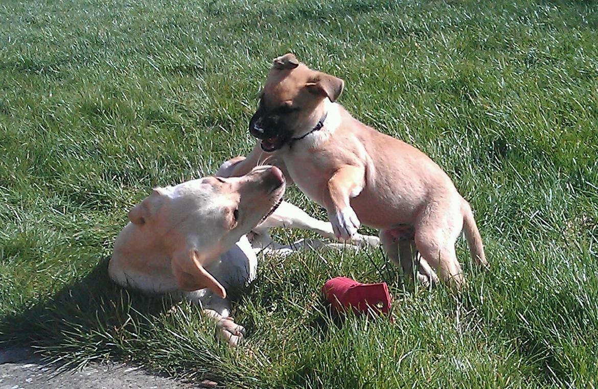 Blanding af racer oskar billede 3