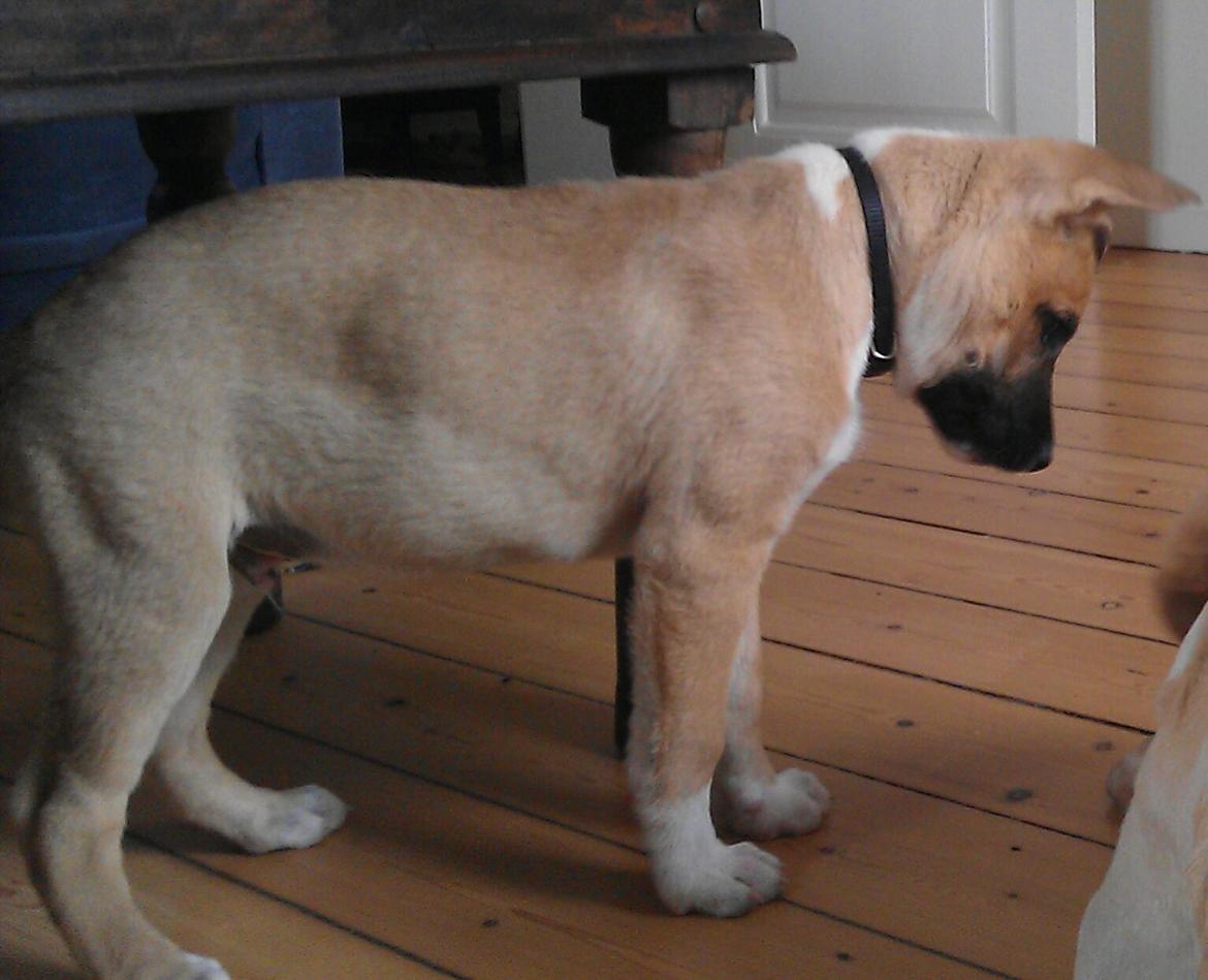 Blanding af racer oskar billede 4