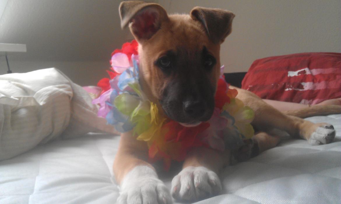 Blanding af racer oskar billede 5