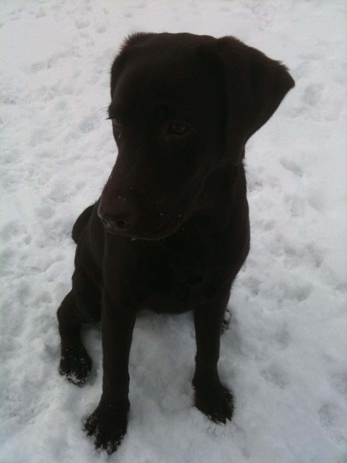 Labrador retriever Emma billede 1