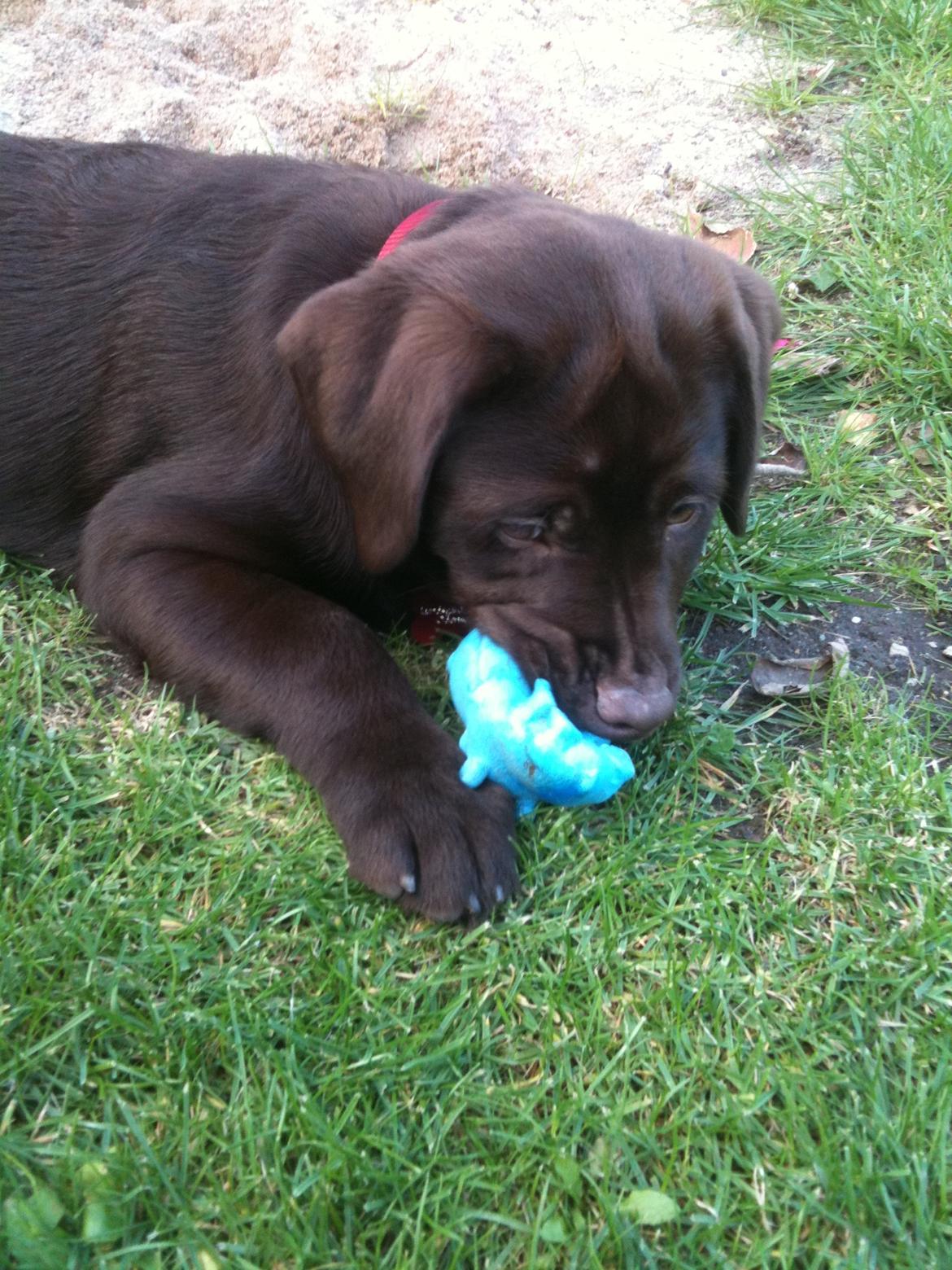 Labrador retriever Emma billede 2