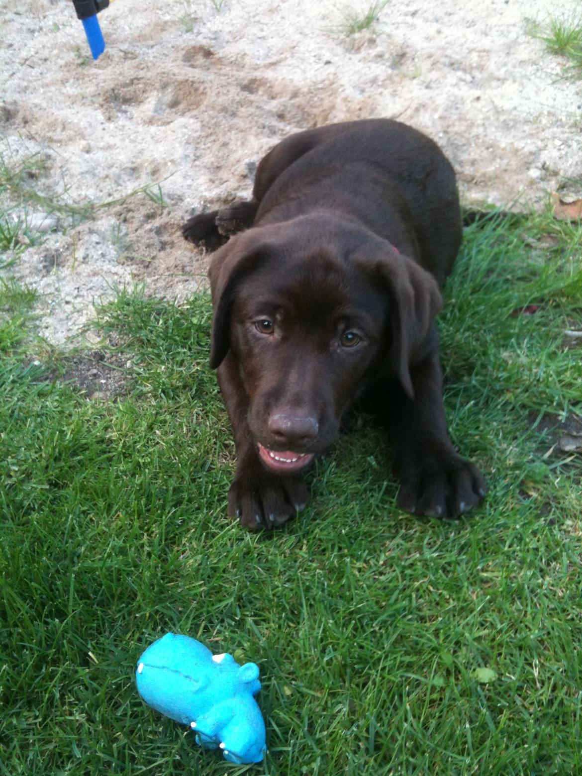 Labrador retriever Emma billede 3