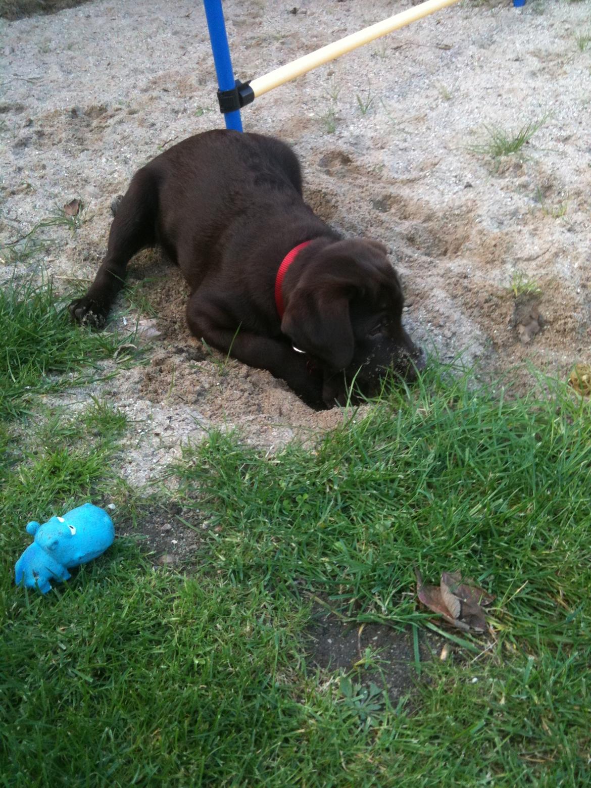 Labrador retriever Emma billede 4