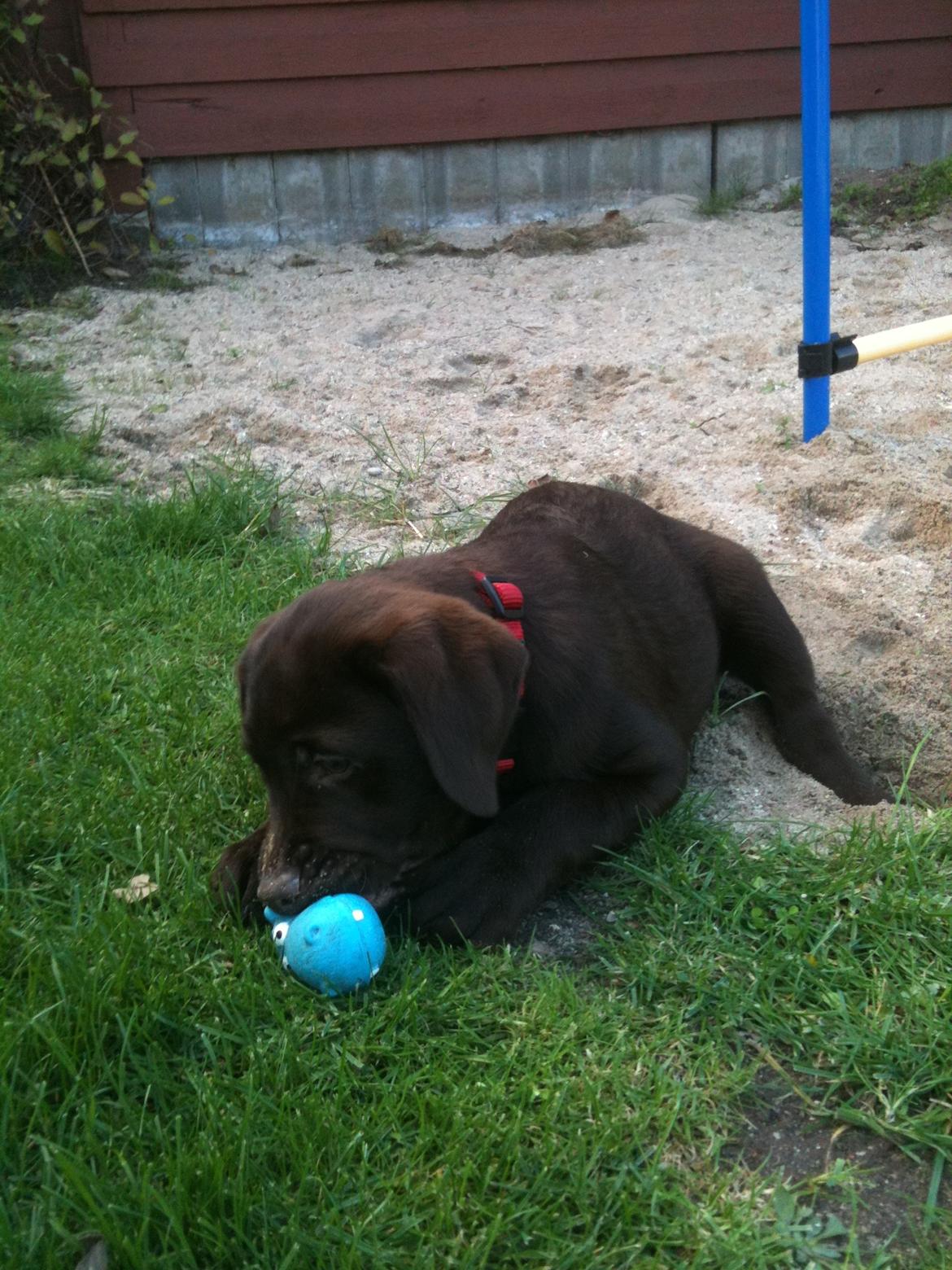 Labrador retriever Emma billede 5