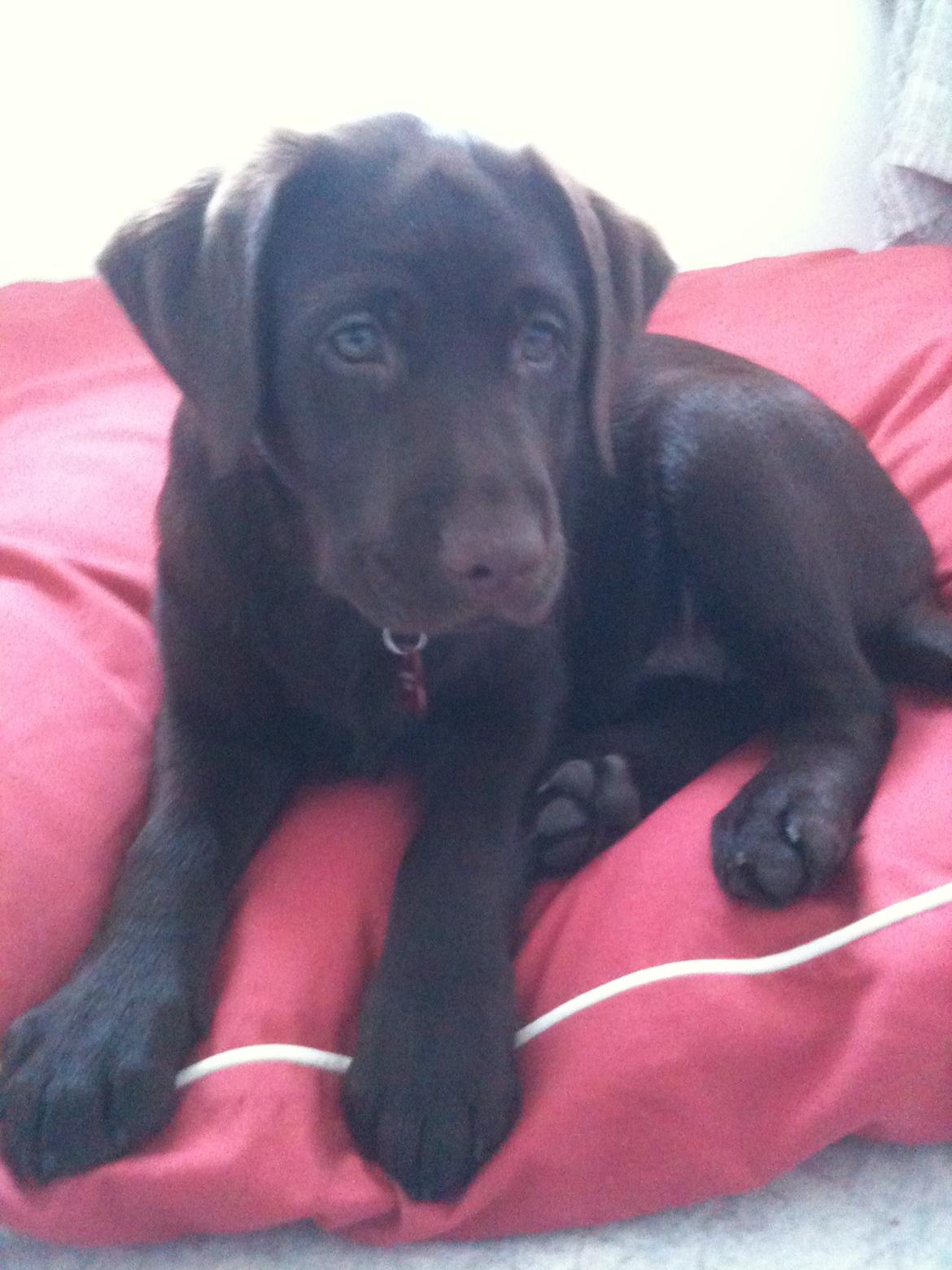 Labrador retriever Emma billede 6