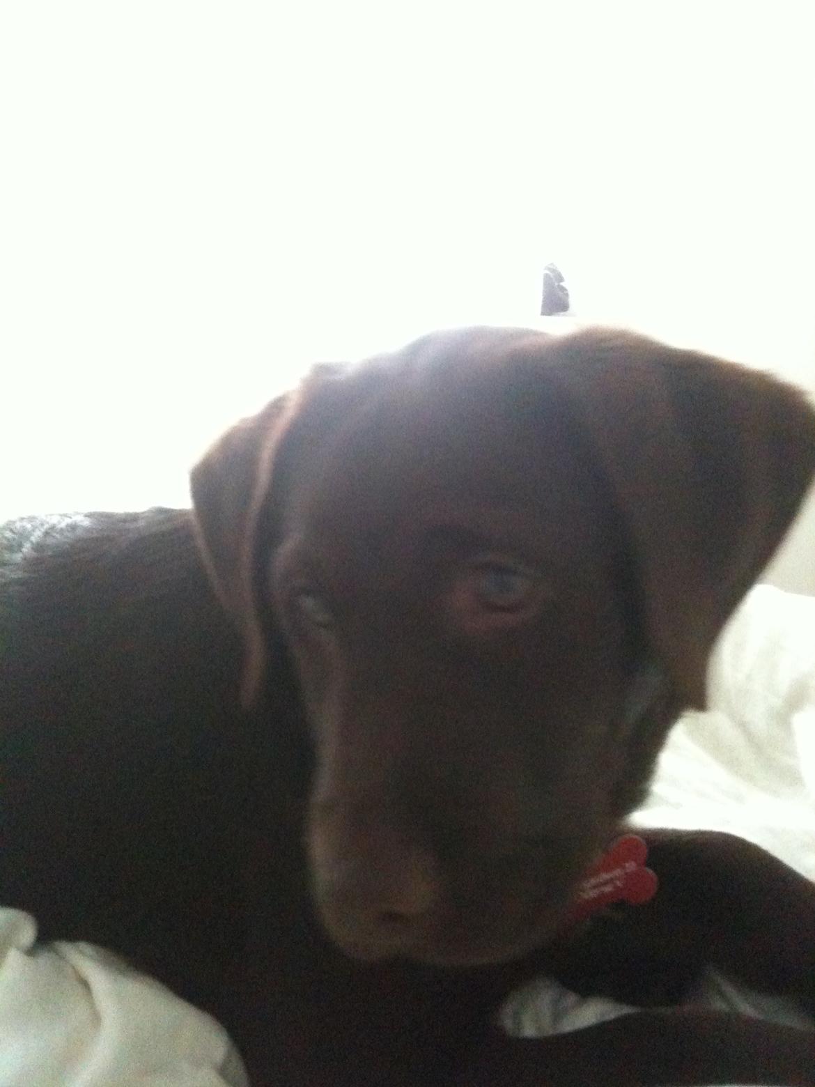 Labrador retriever Emma billede 7