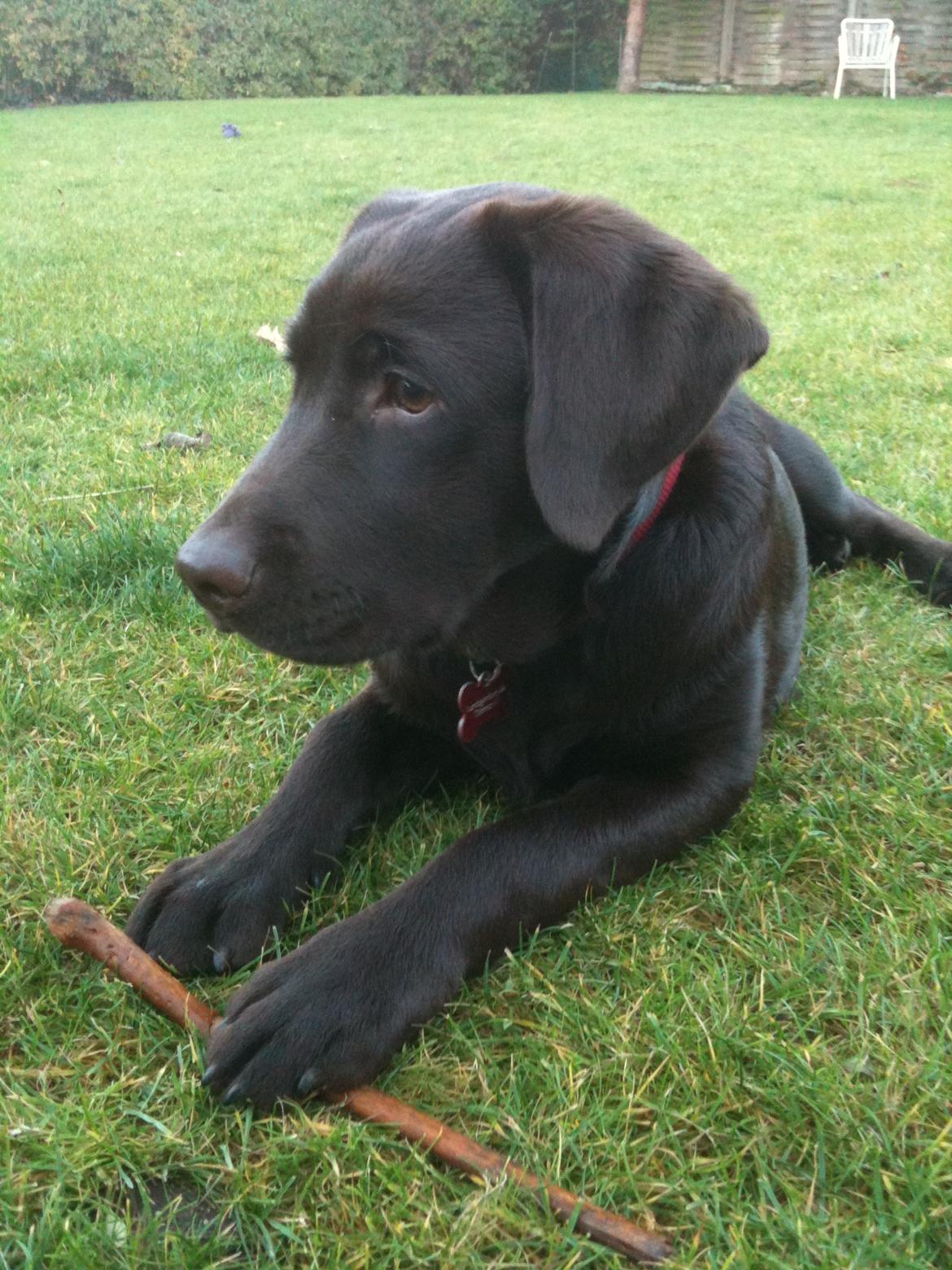 Labrador retriever Emma billede 8