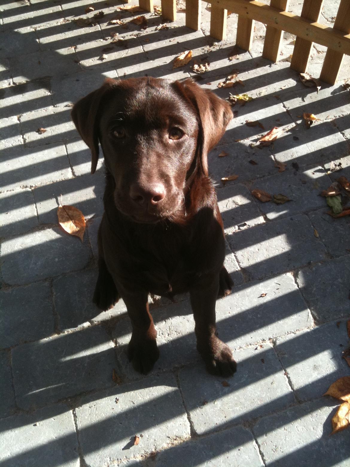 Labrador retriever Emma billede 9