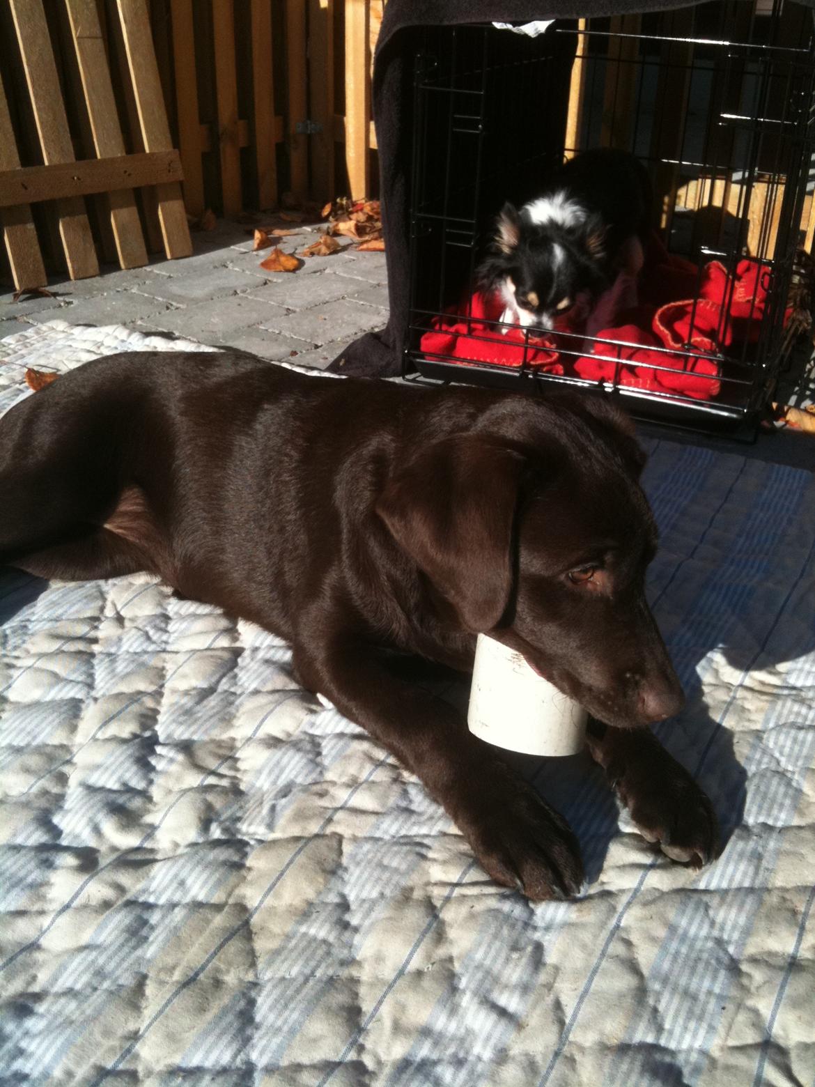 Labrador retriever Emma billede 10