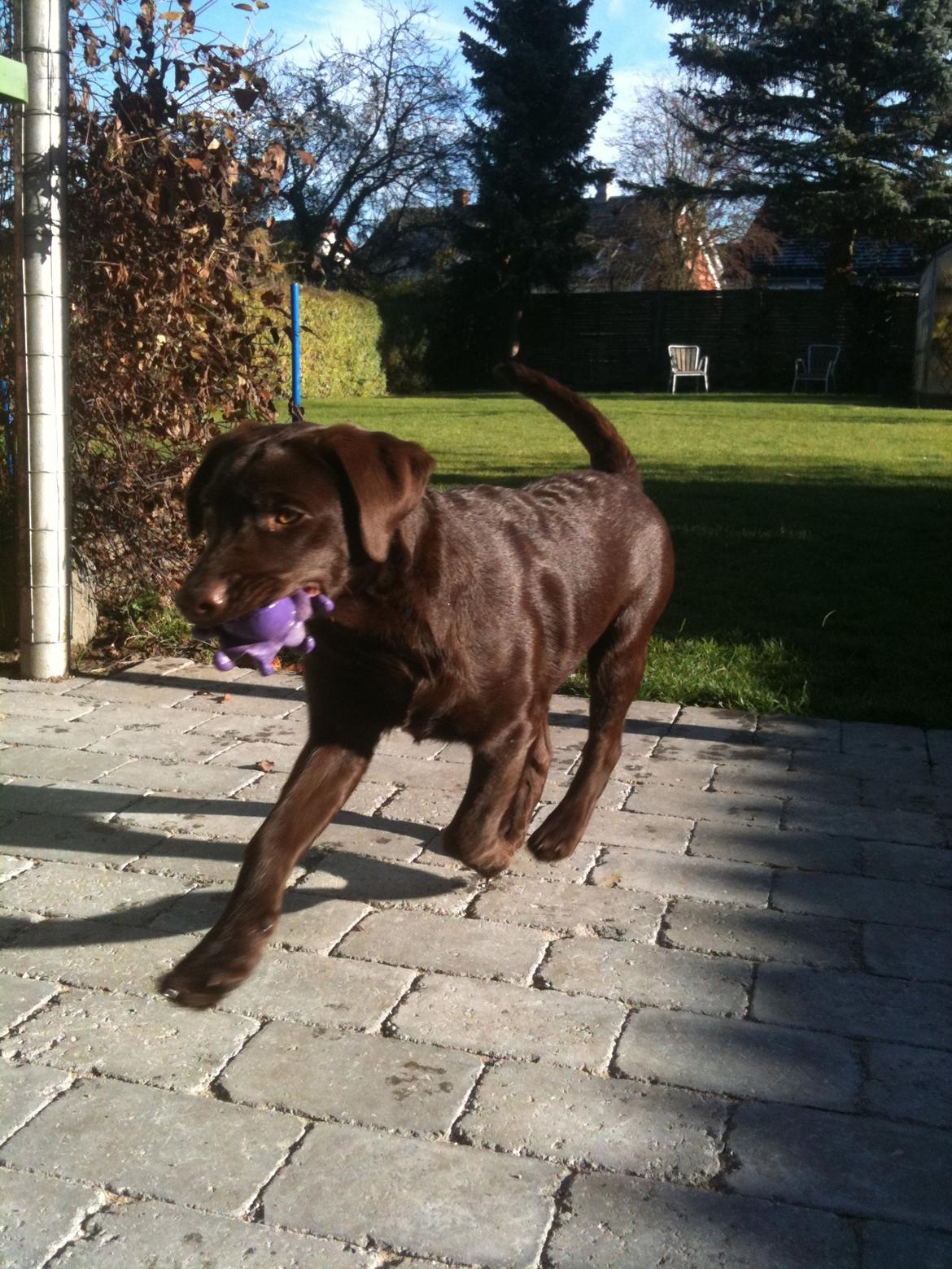 Labrador retriever Emma billede 11