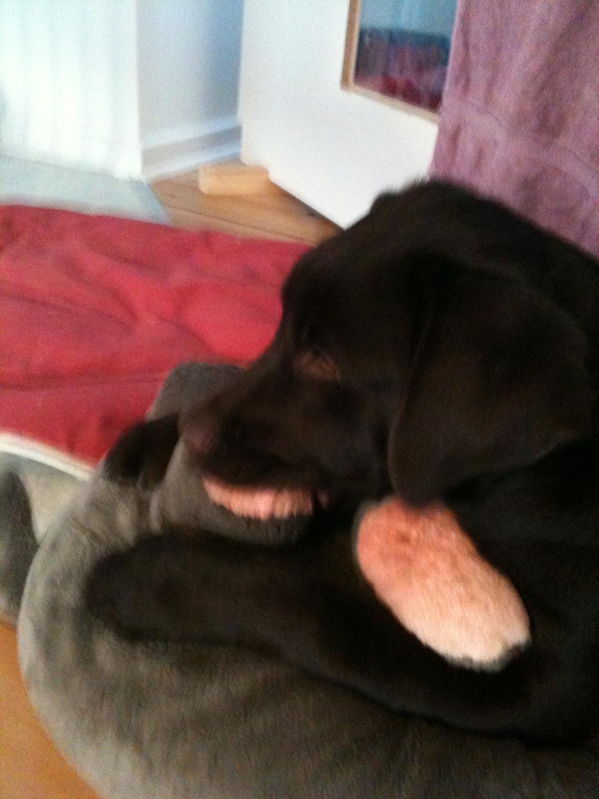 Labrador retriever Emma billede 12