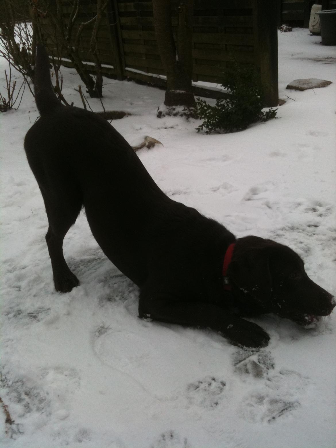 Labrador retriever Emma billede 13