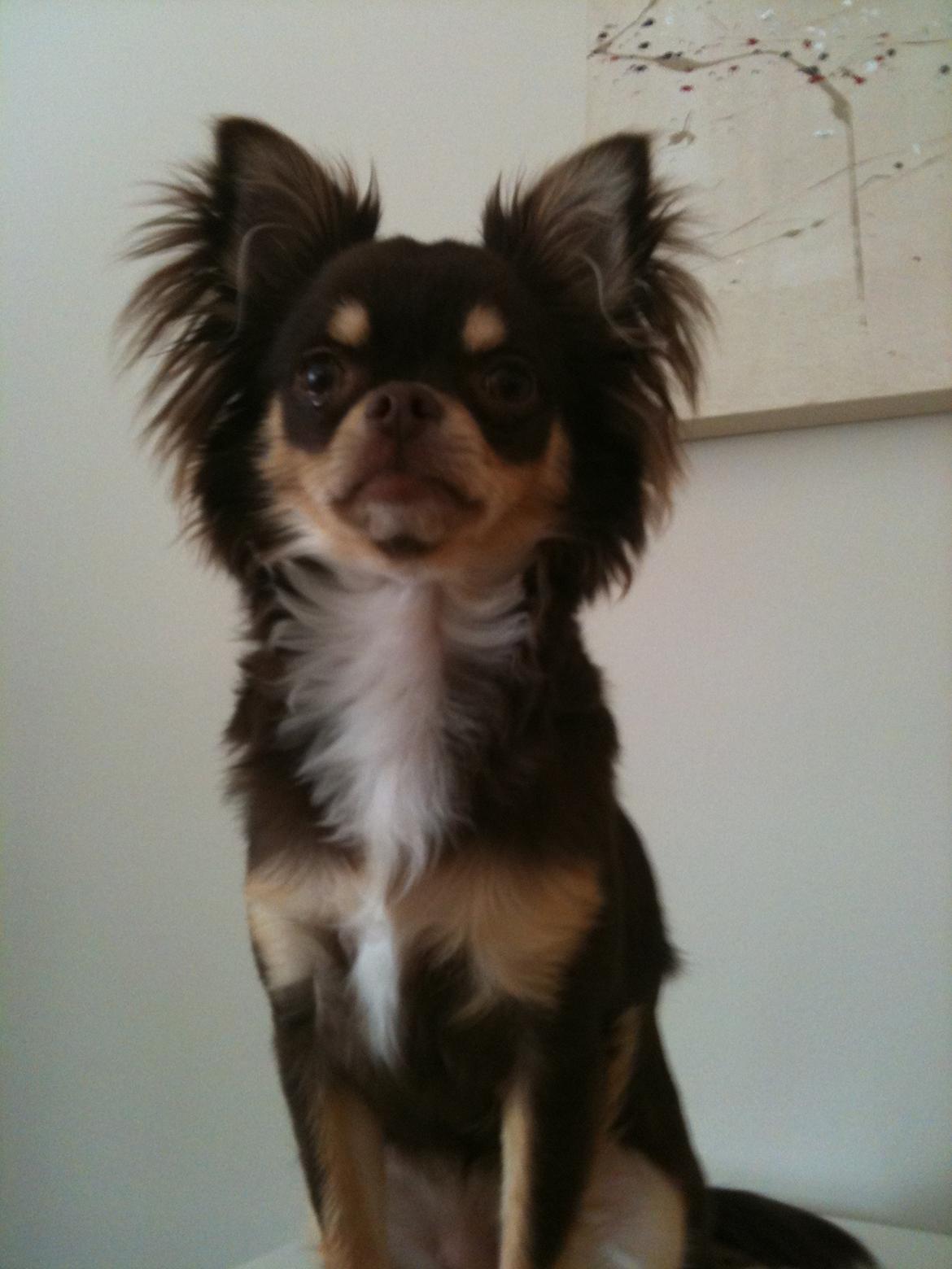 Chihuahua Mille billede 19