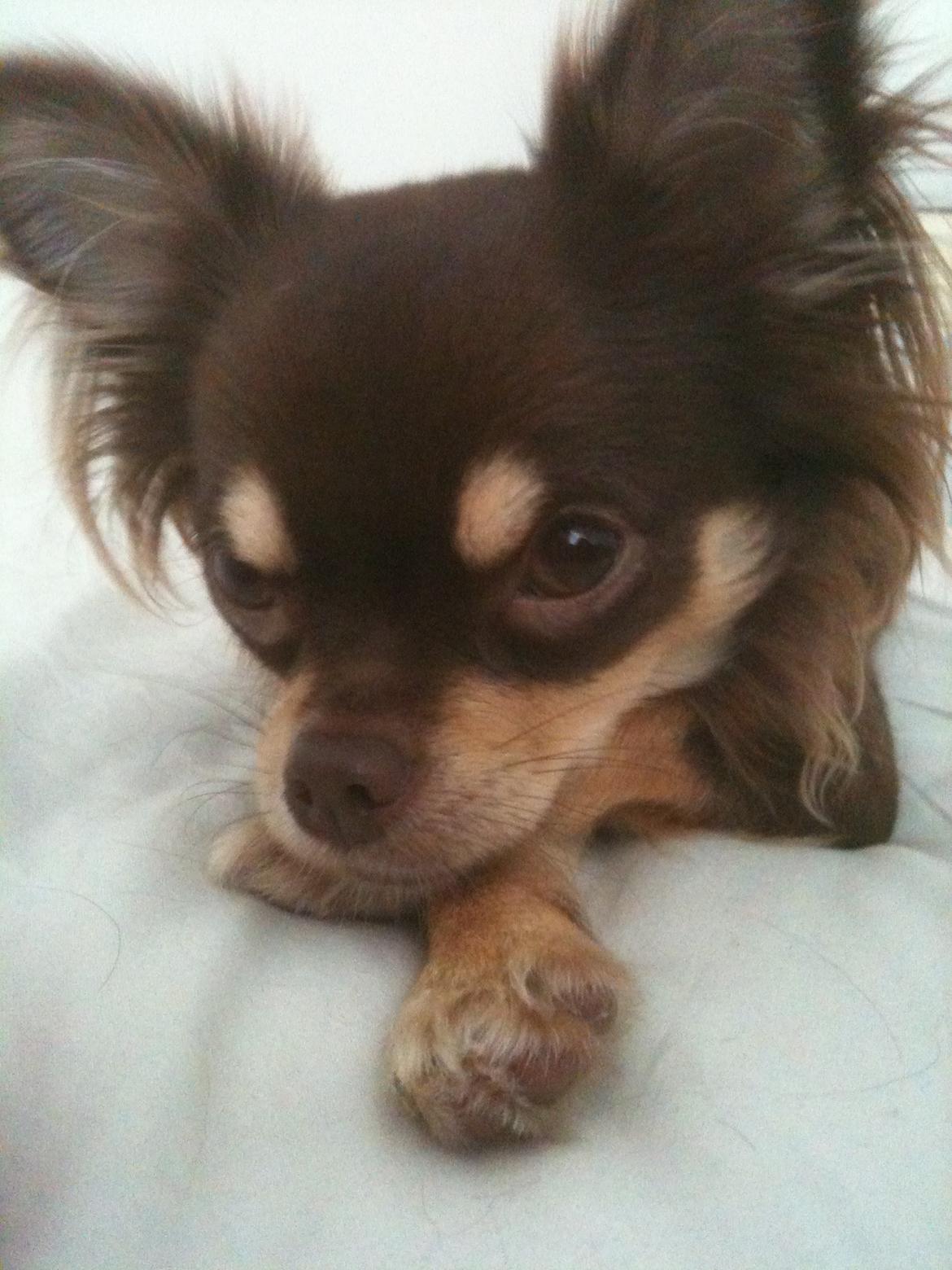 Chihuahua Mille billede 20