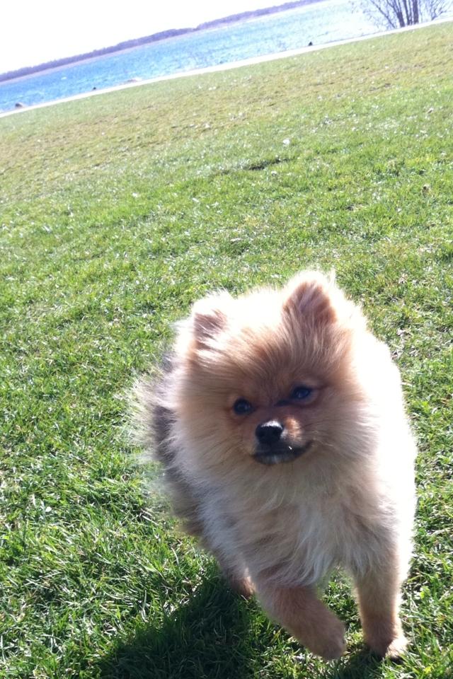 Pomeranian Charlie - Valbyparken med mor lækkert:) billede 15