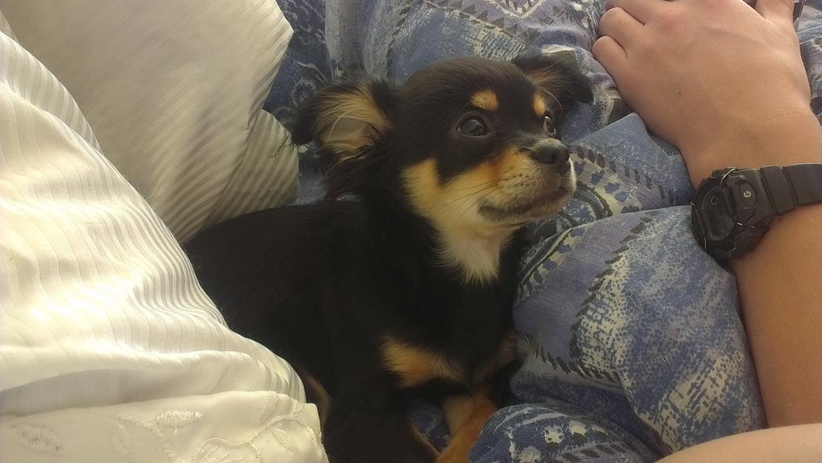 Blanding af racer Louie billede 4