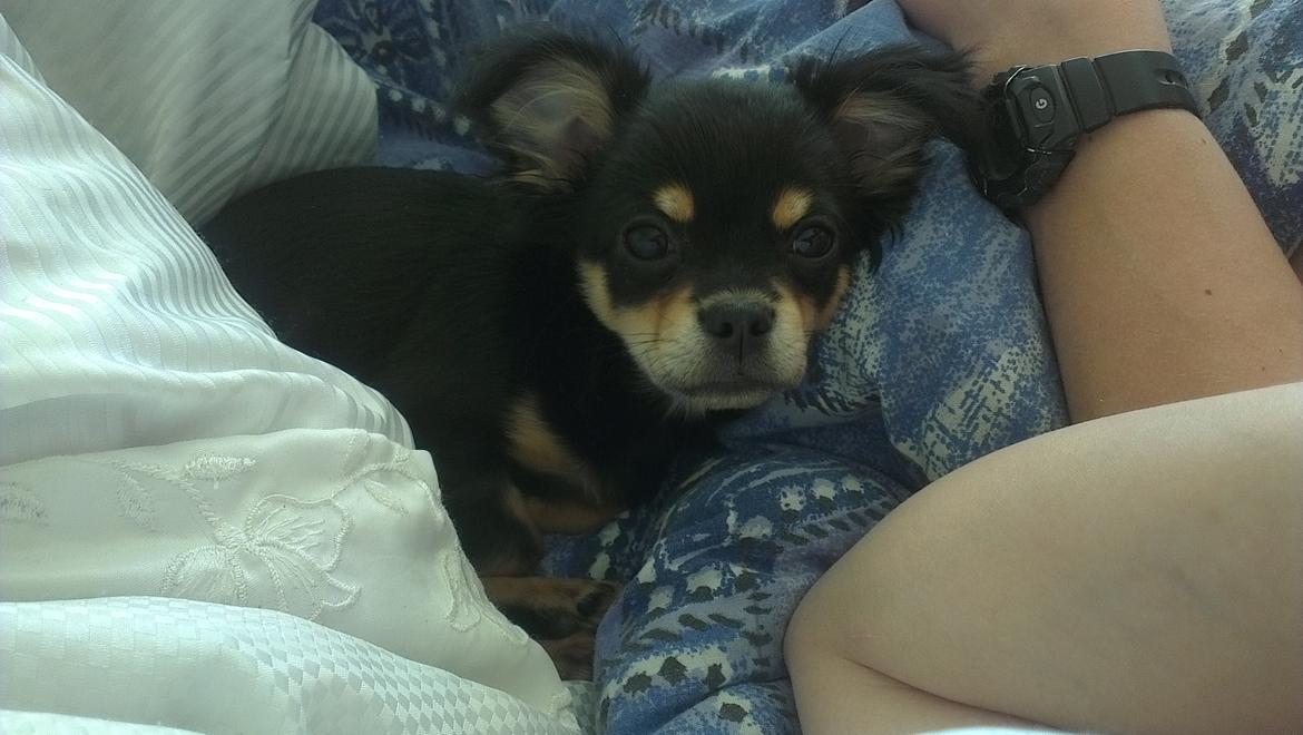 Blanding af racer Louie billede 5