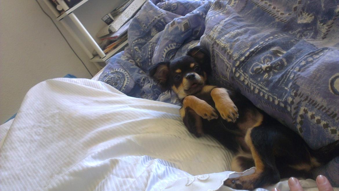 Blanding af racer Louie billede 6