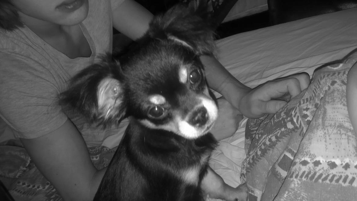 Blanding af racer Louie billede 7