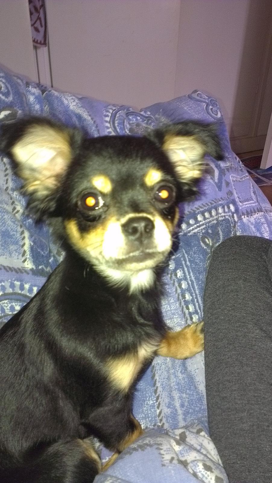 Blanding af racer Louie billede 8