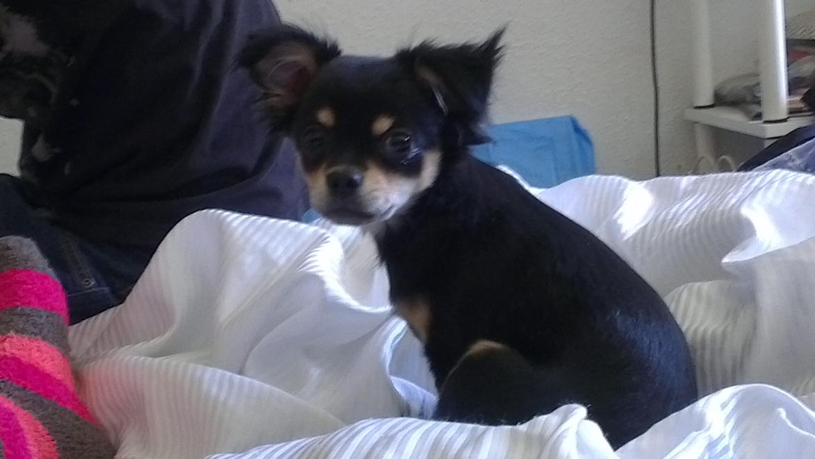 Blanding af racer Louie billede 9