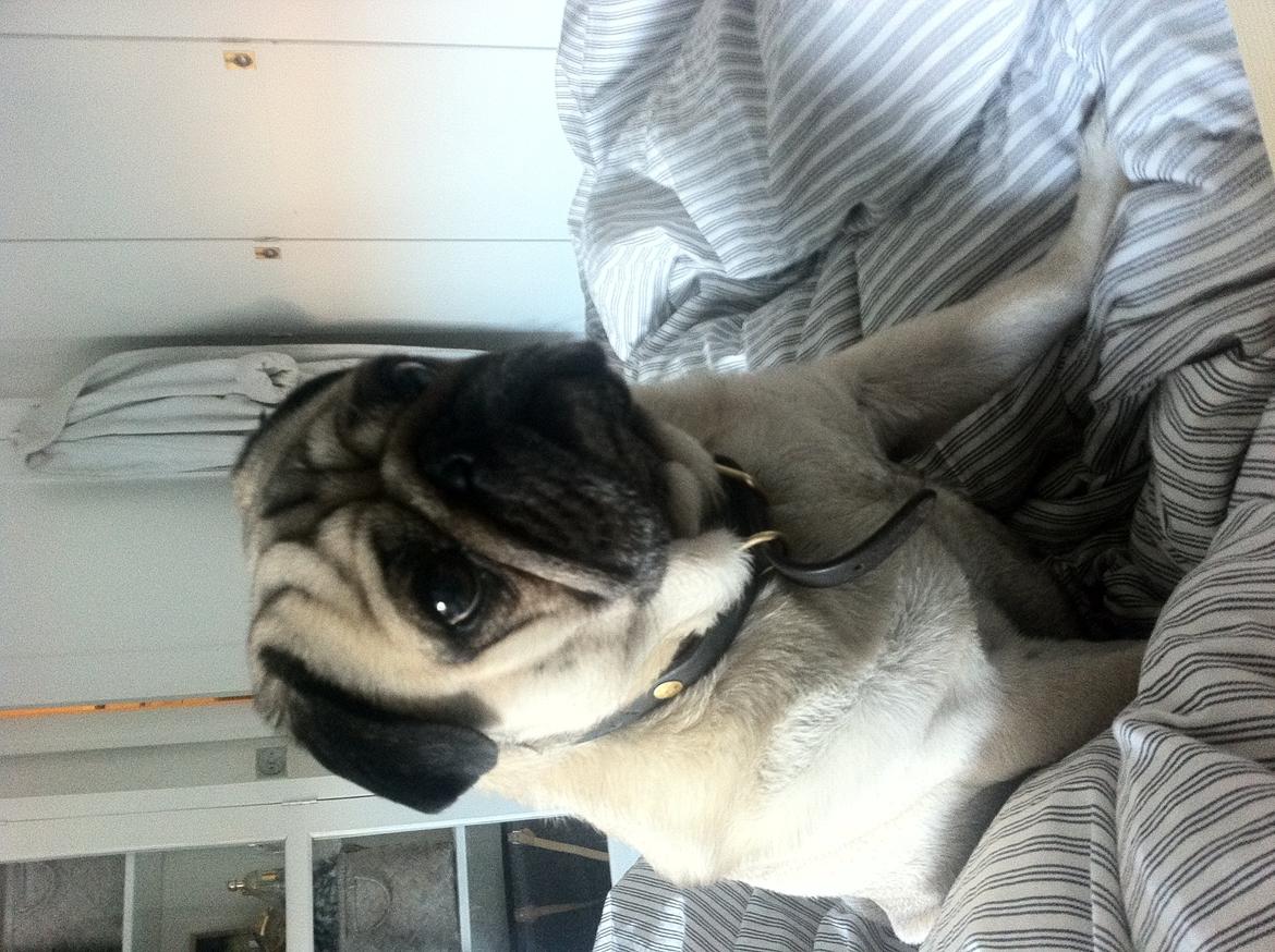 Mops Ozzy - favoritsted er i sengen billede 1
