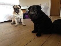 Mops Ozzy - dengang ens lillebror ikke var så stor endnu billede 3