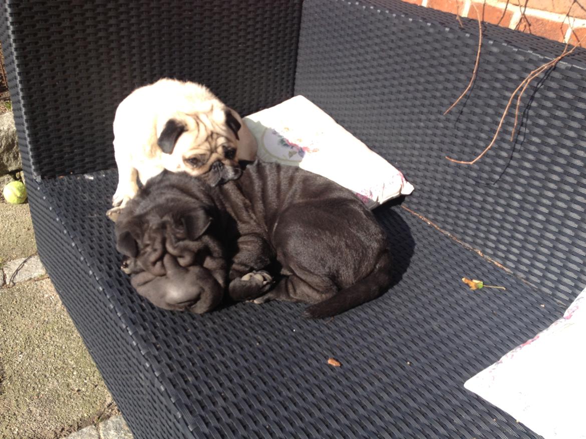 Mops Ozzy - nyder solen med Konrad billede 5