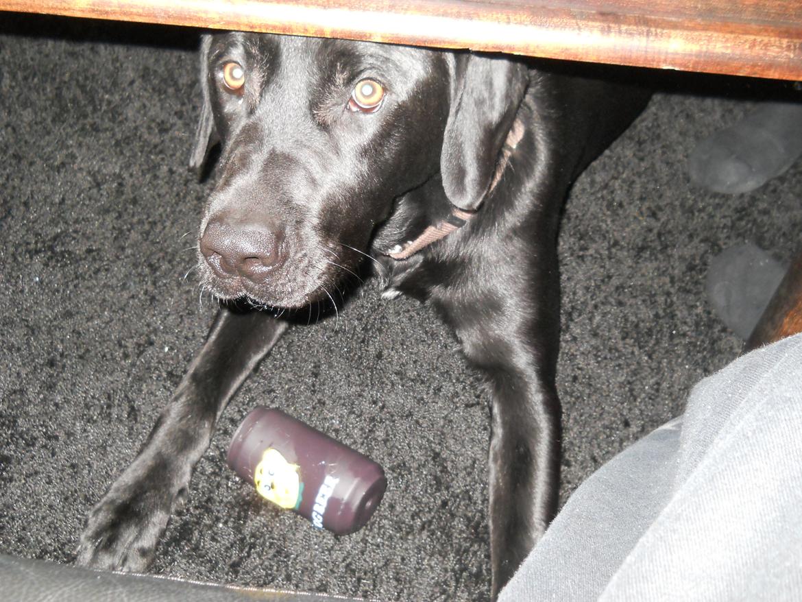 Labrador retriever Thor billede 1