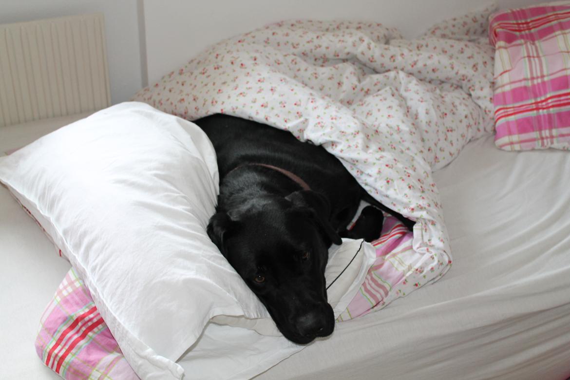 Labrador retriever Thor billede 17