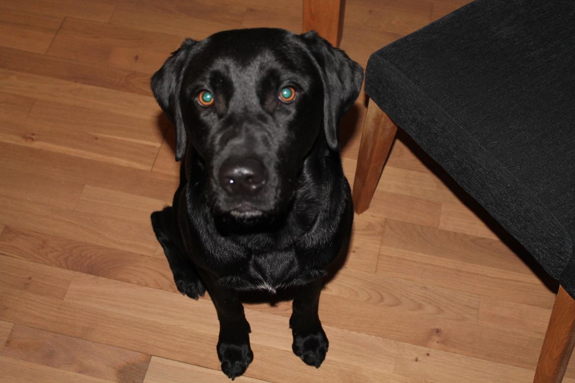 Labrador retriever Thor billede 18