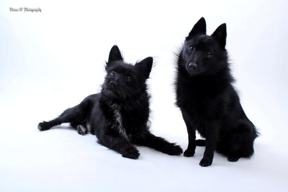 Schipperke Pri-wat Emil (Ludo) - en tur til fotografen med Loke, Mitzi og min mor og moster <3 . billede 14