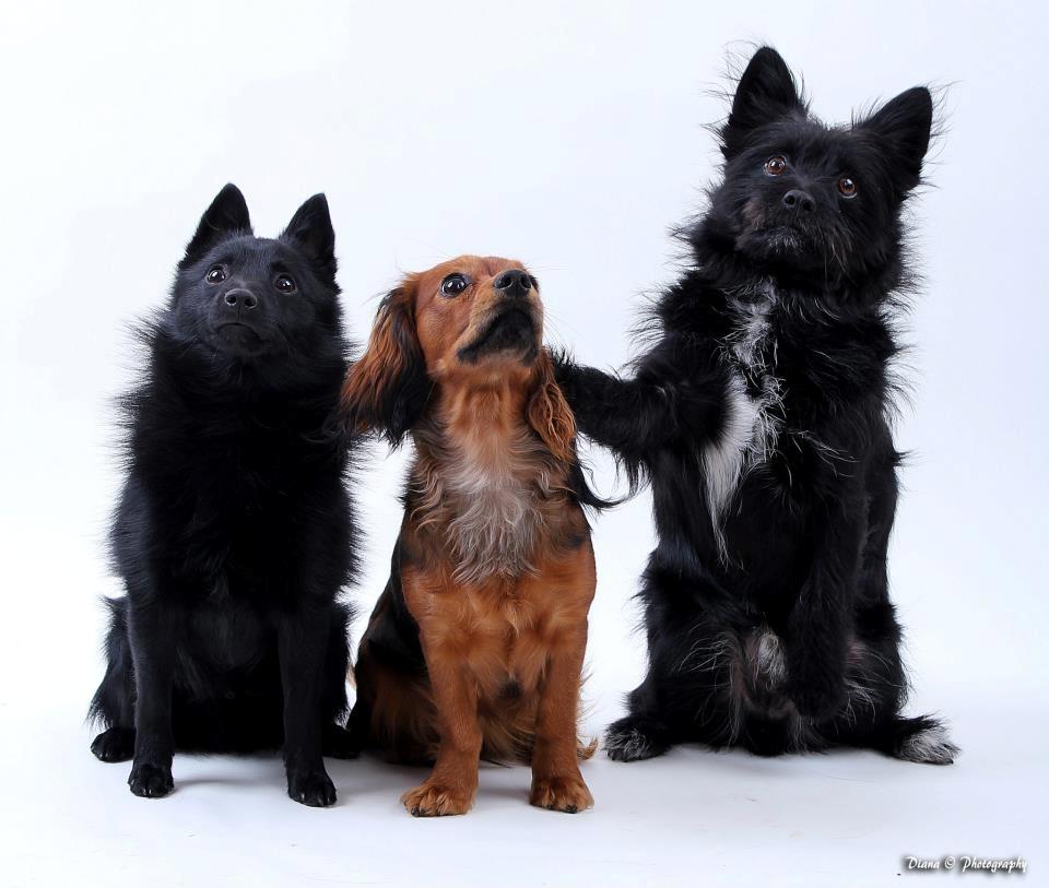 Blanding af racer Loke-emil billede 2