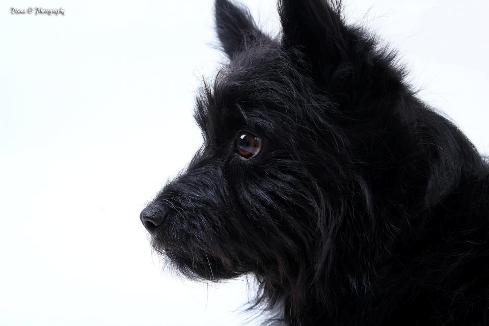 Blanding af racer Loke-emil billede 19