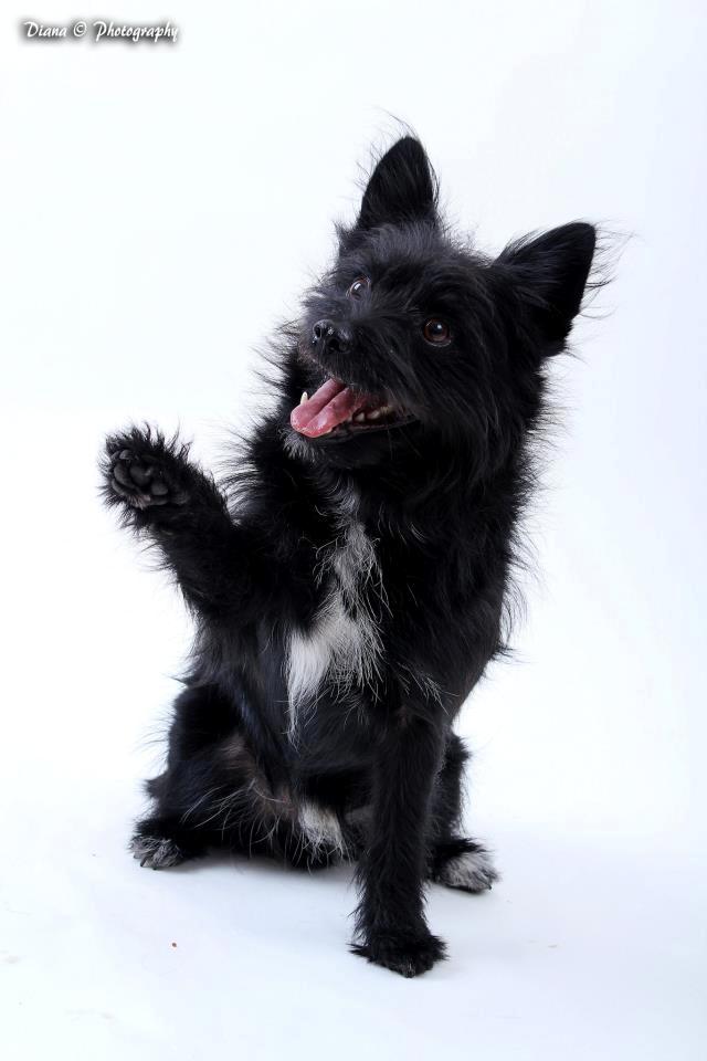 Blanding af racer Loke-emil billede 3