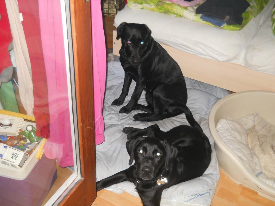 Labrador retriever Thor billede 19