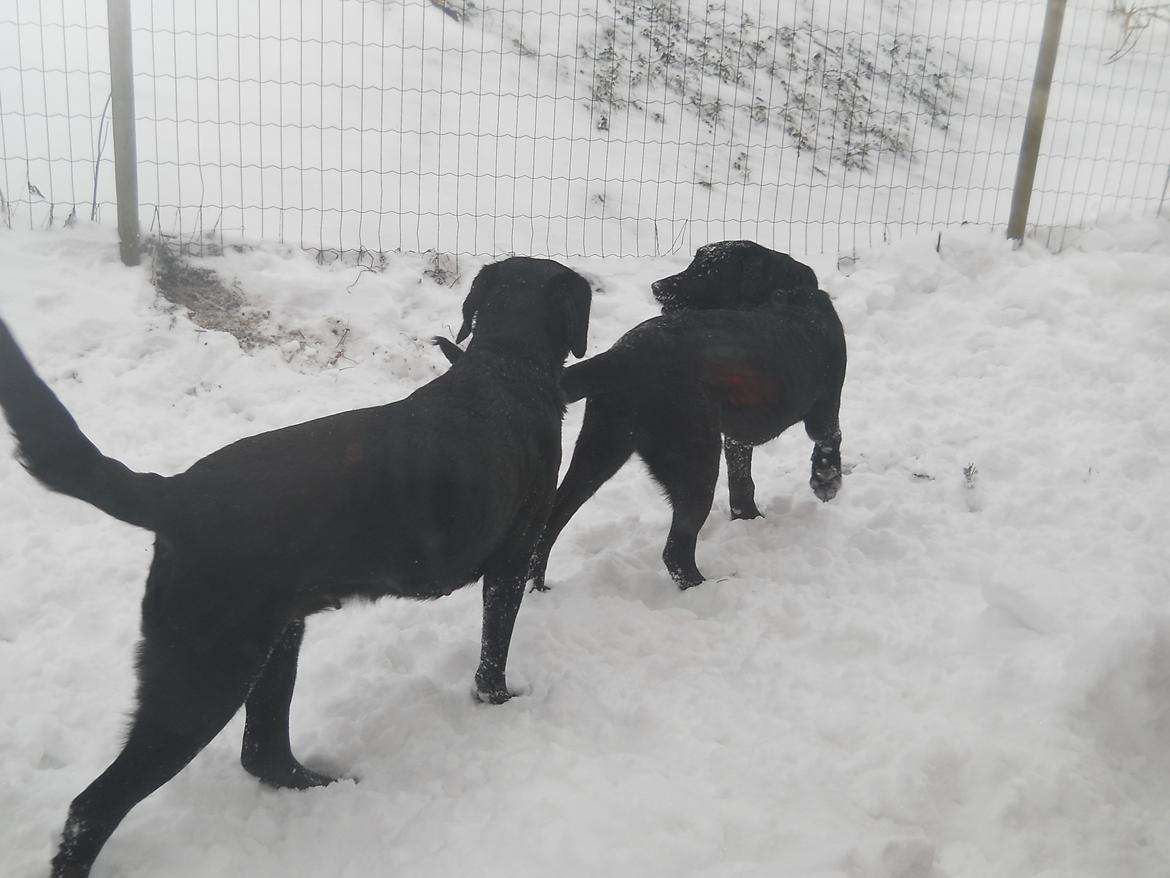 Labrador retriever Thor billede 20