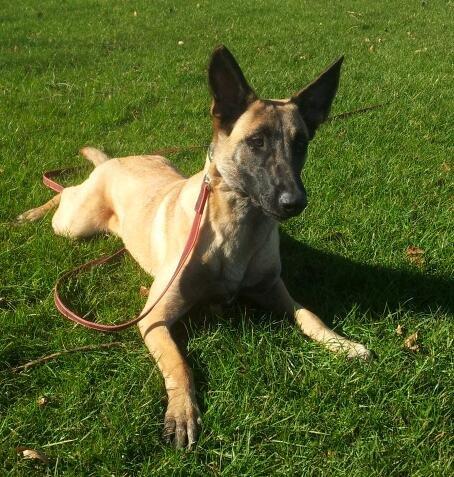 Malinois Jenos Mulle billede 2