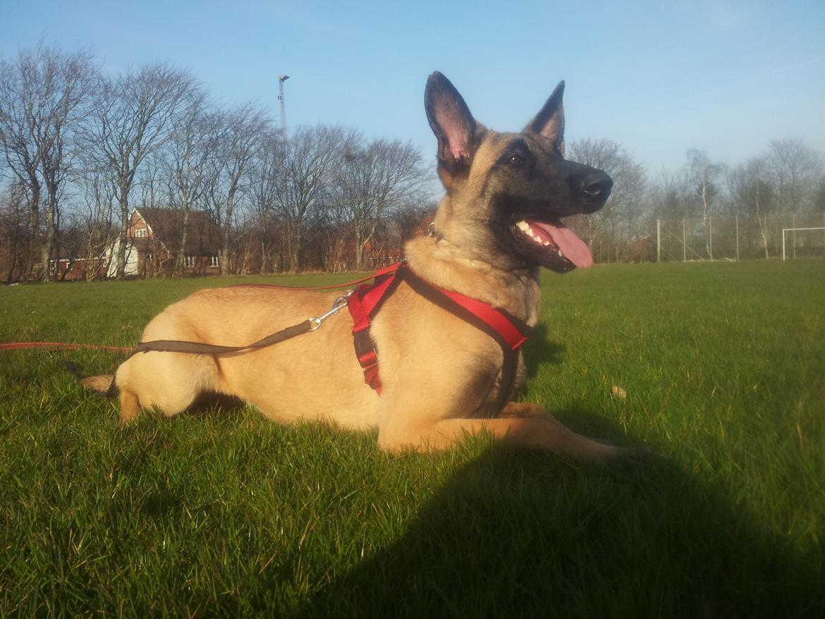 Malinois Jenos Mulle billede 3