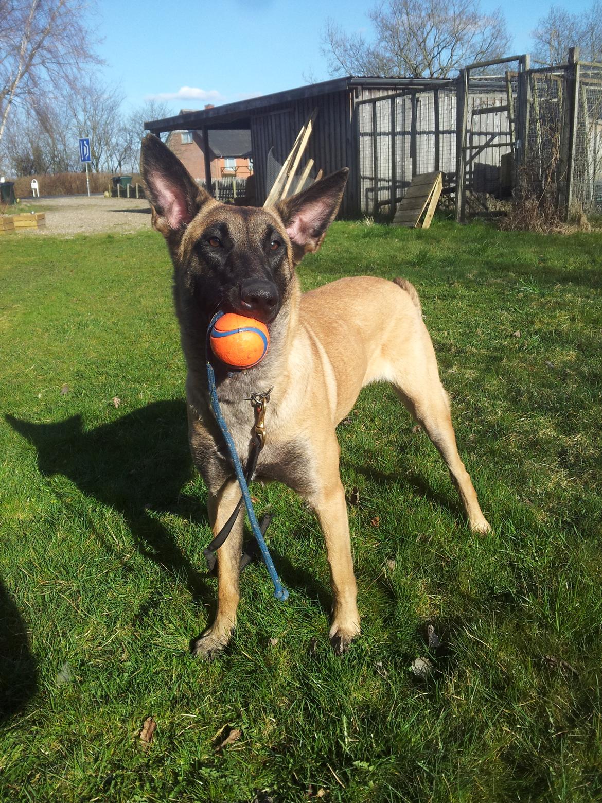 Malinois Jenos Mulle billede 4