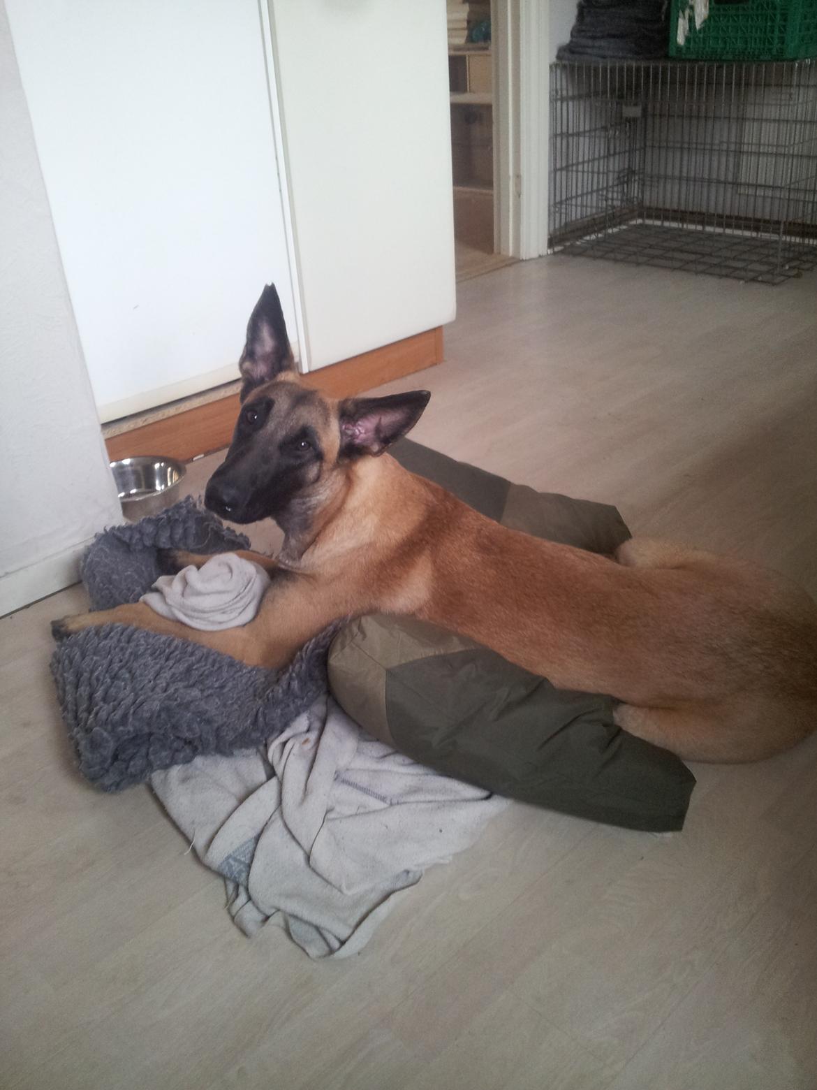 Malinois Jenos Mulle billede 5