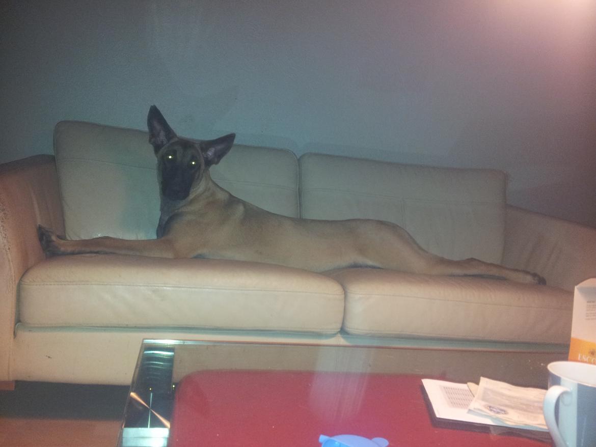 Malinois Jenos Mulle billede 6