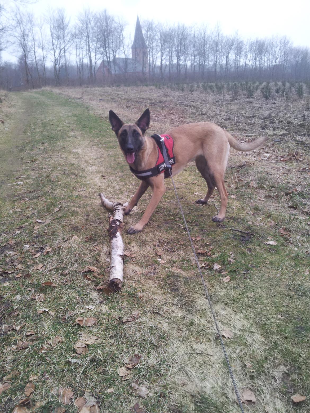Malinois Jenos Mulle billede 7