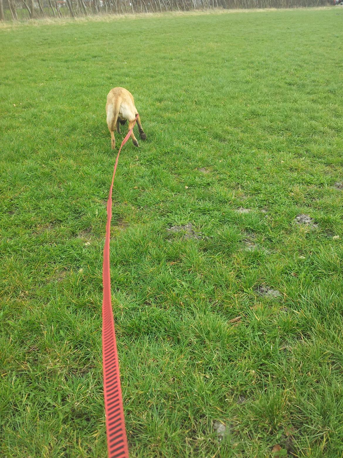 Malinois Jenos Mulle billede 8