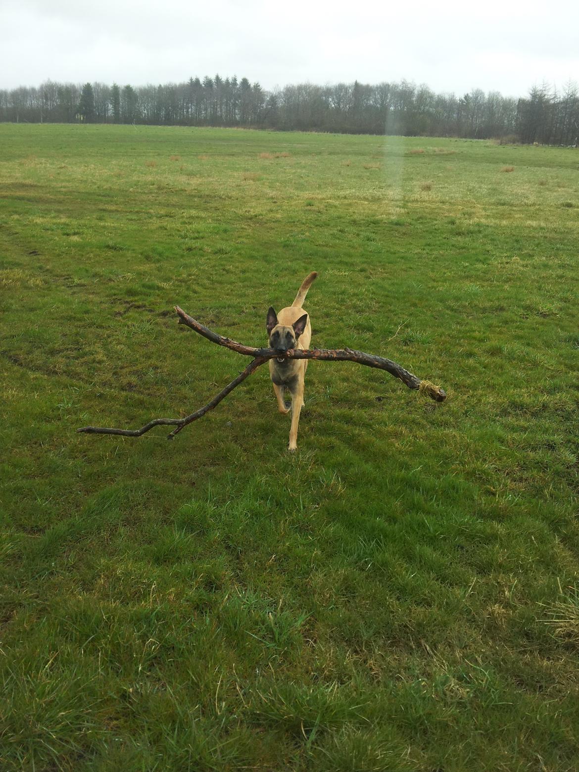 Malinois Jenos Mulle billede 9