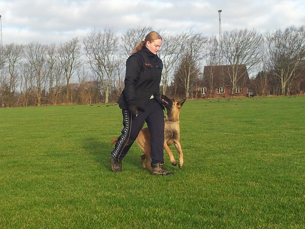 Malinois Jenos Mulle billede 10