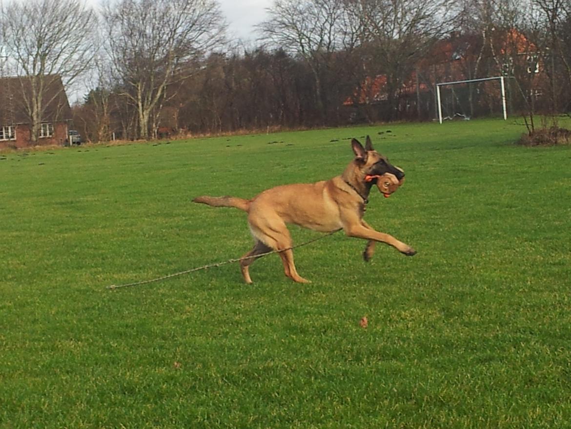 Malinois Jenos Mulle billede 11