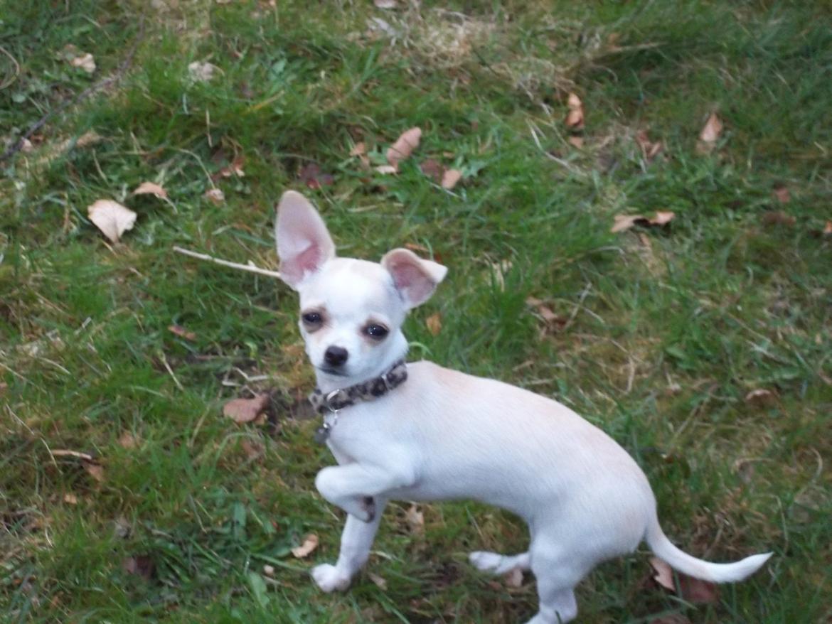 Chihuahua stinky (tøssen) - mor det koldt på mine føder billede 1
